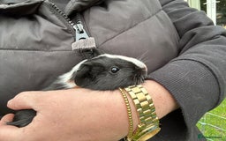 Guinea Pig rodents for sale: Baby Guinea Pigs ready now - Image 21
