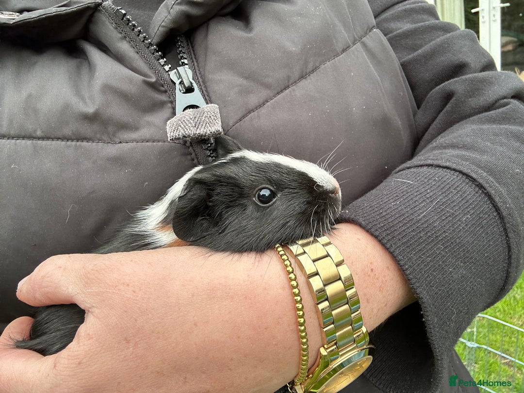 Guinea Pig rodents for sale: Baby Guinea Pigs ready now - Image 21