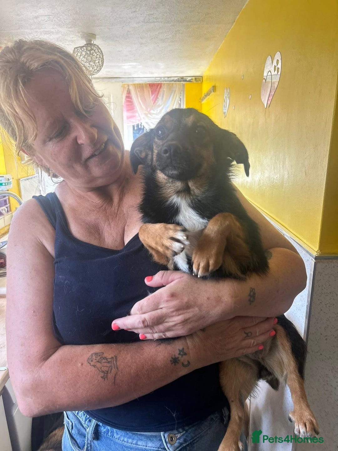 Mixed Breed dogs for adoption: Chilli - Norwich Norfolk  - Image 4