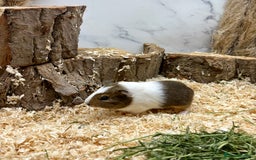 Guinea Pig rodents for sale: LOTS OF GUINEA PIGS FOR SALE 💗 - Image 14