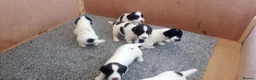English Springer Spaniel dogs for sale: English springer spaniel pups  - Advert 32