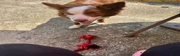 Border Collie dogs for sale: sabre - Advert 3