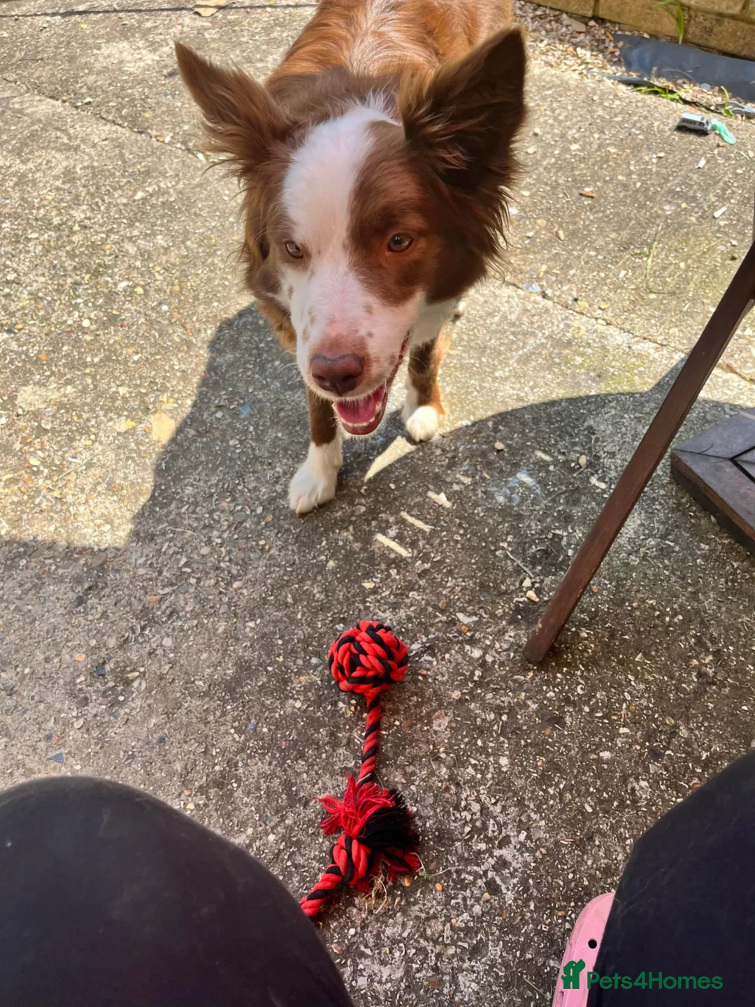 Border Collie dogs for sale: sabre - Advert 3