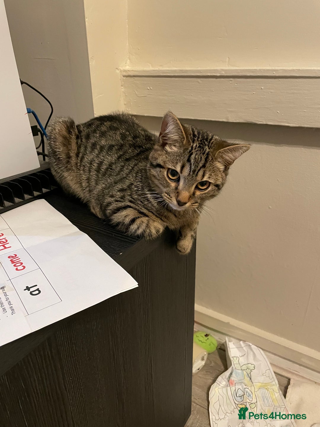 Mixed Breed cats for sale: Male British Shorthair cross with Tabby - Advert 4