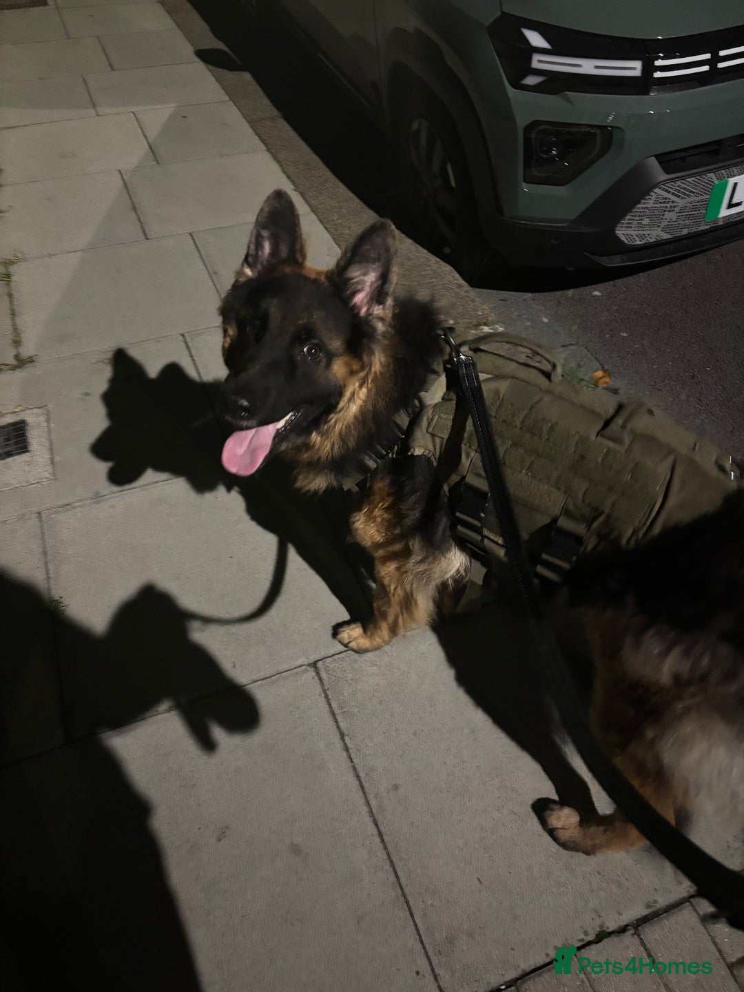 German Shepherd dogs for sale: Rehoming One-Year Old Male German Shepherd - Advert 16