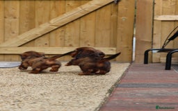 Miniature Dachshund dogs for sale: Russian Miniature longhaired dachshund males - Image 12