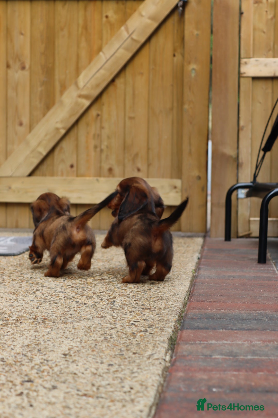 Miniature Dachshund dogs for sale: Russian Miniature longhaired dachshund males - Image 12