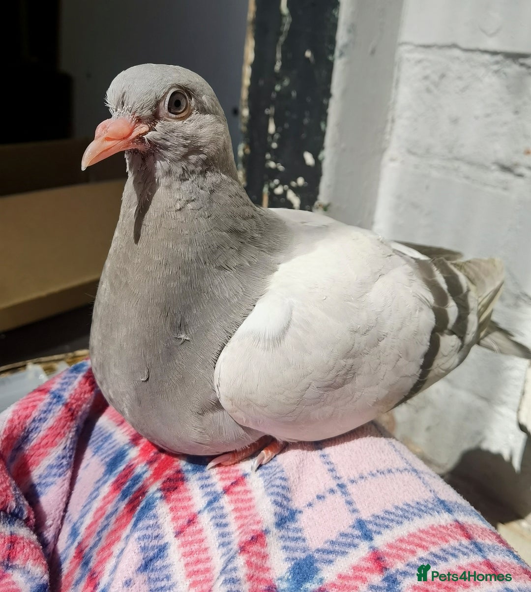 Pigeons birds for sale: Pigeons [Semi Hand-Raised] - Fancy & Racing Breeds - Advert 3