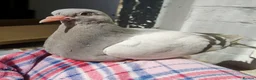 Pigeons birds for sale: Pigeons [Semi Hand-Raised] - Fancy & Racing Breeds - Advert 3