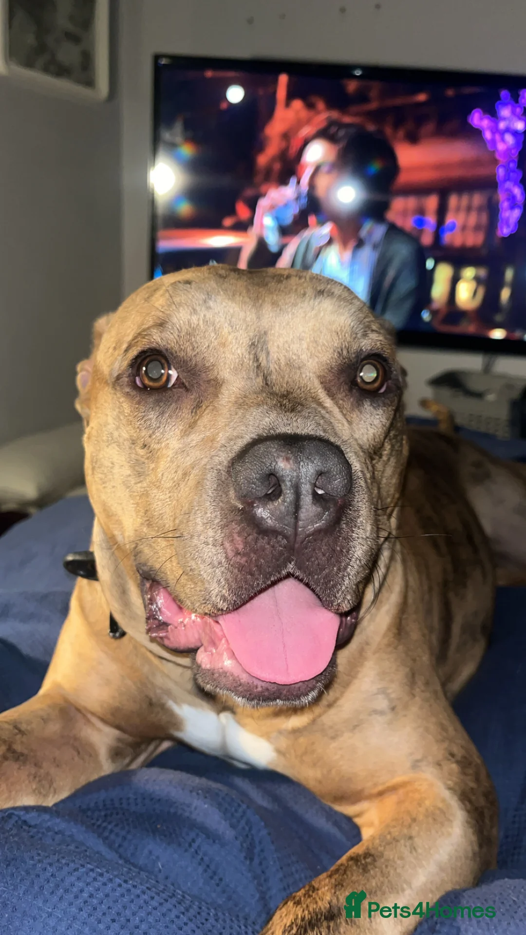 American Bulldog dogs for sale: Lila - a lovely girl looking for a loving home  - Advert 1