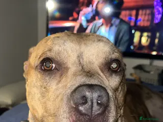 American Bulldog dogs Lila - a lovely girl looking for a loving home - Advert 1