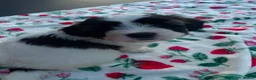 Mixed Breed dogs for sale: Adorable teddy bear shihpoo X chihuahua puppies - Advert 7
