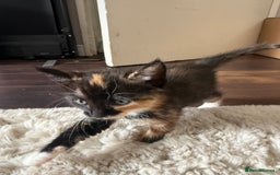 Mixed Breed cats for sale: 3 sweet kittens ready 27th Sep - Image 7