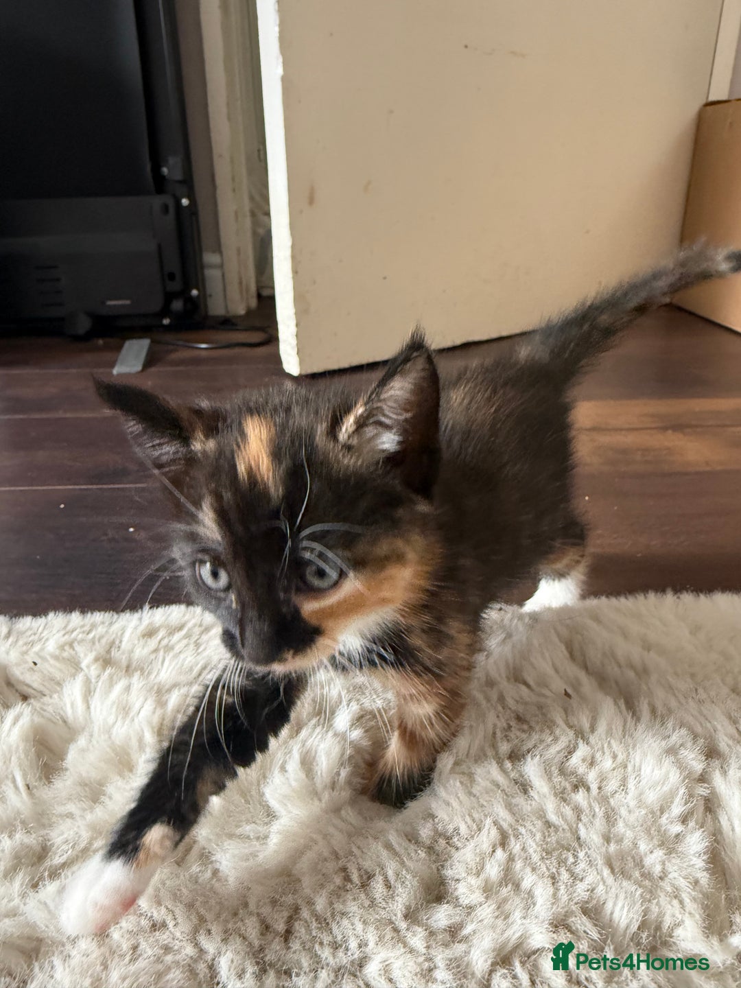 Mixed Breed cats for sale: 3 sweet kittens ready 27th Sep - Image 7