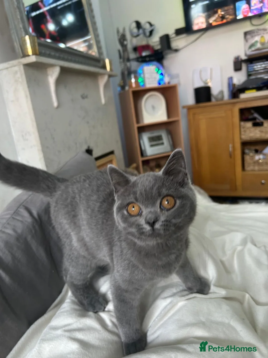 British Shorthair cats for sale: 🏆CHAMPION BLOODLINE 🏆 British shorthair  - Advert 2