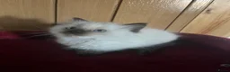 Ragdoll cats for sale: Gorgeous Tica ragdoll kittens  - Advert 30