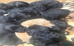 Bernedoodle dogs for sale: Bernedoodle puppies  - Image 12