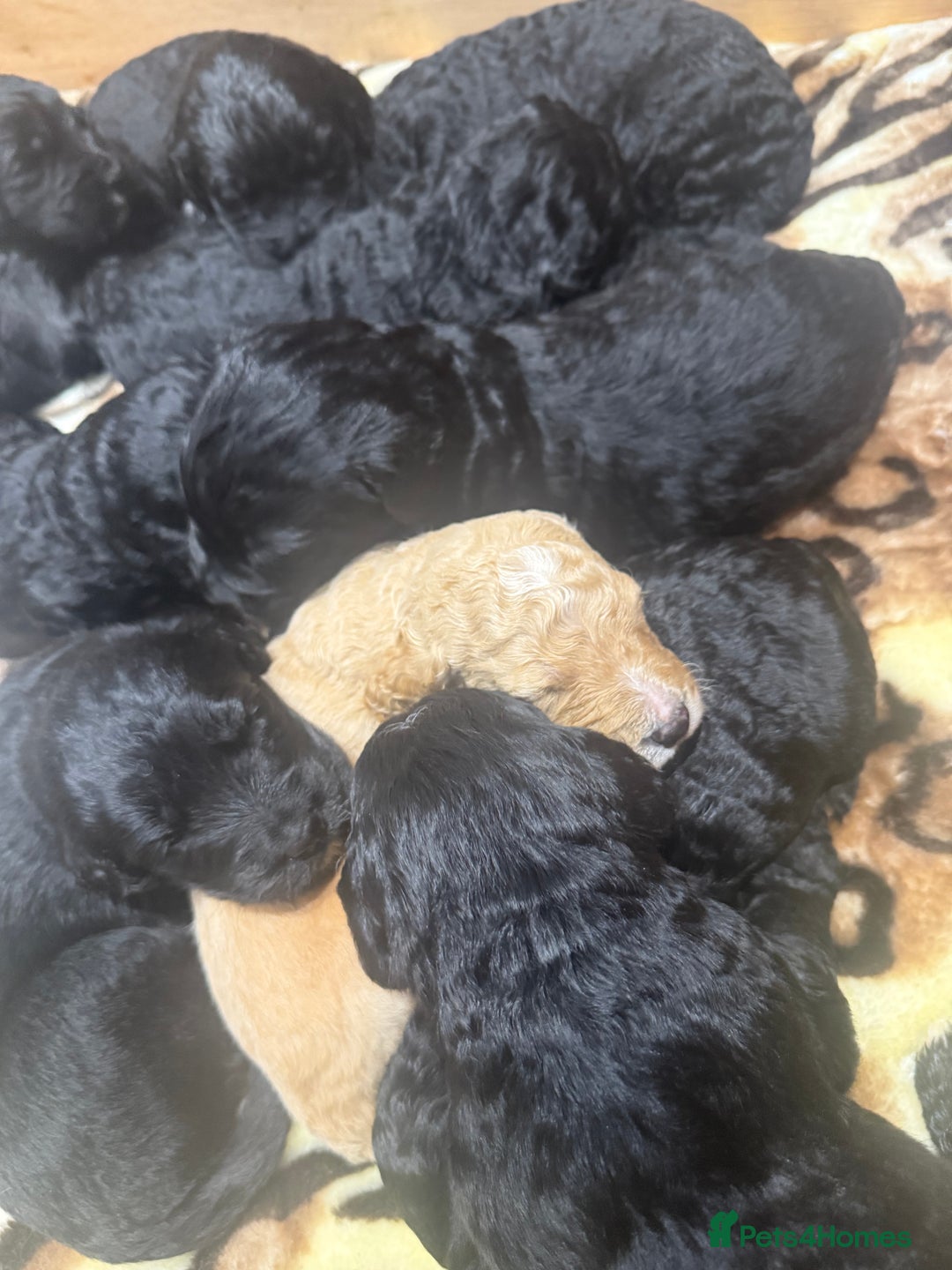 Bernedoodle dogs for sale: Bernedoodle puppies  - Image 12