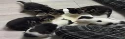 Mixed Breed cats for sale: Kittens ready to go - Advert 8