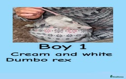 Rat rodents for sale: Beautiful baby rats looking for forever homes! - Advert 16