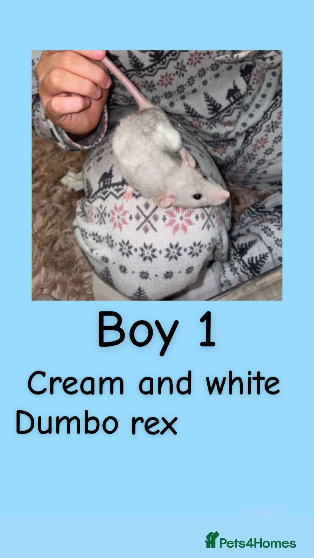 Rat rodents for sale: Beautiful baby rats looking for forever homes! - Advert 16