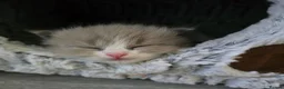 Ragdoll cats for sale: Registered Ragdoll Kittens for Sale - Advert 4