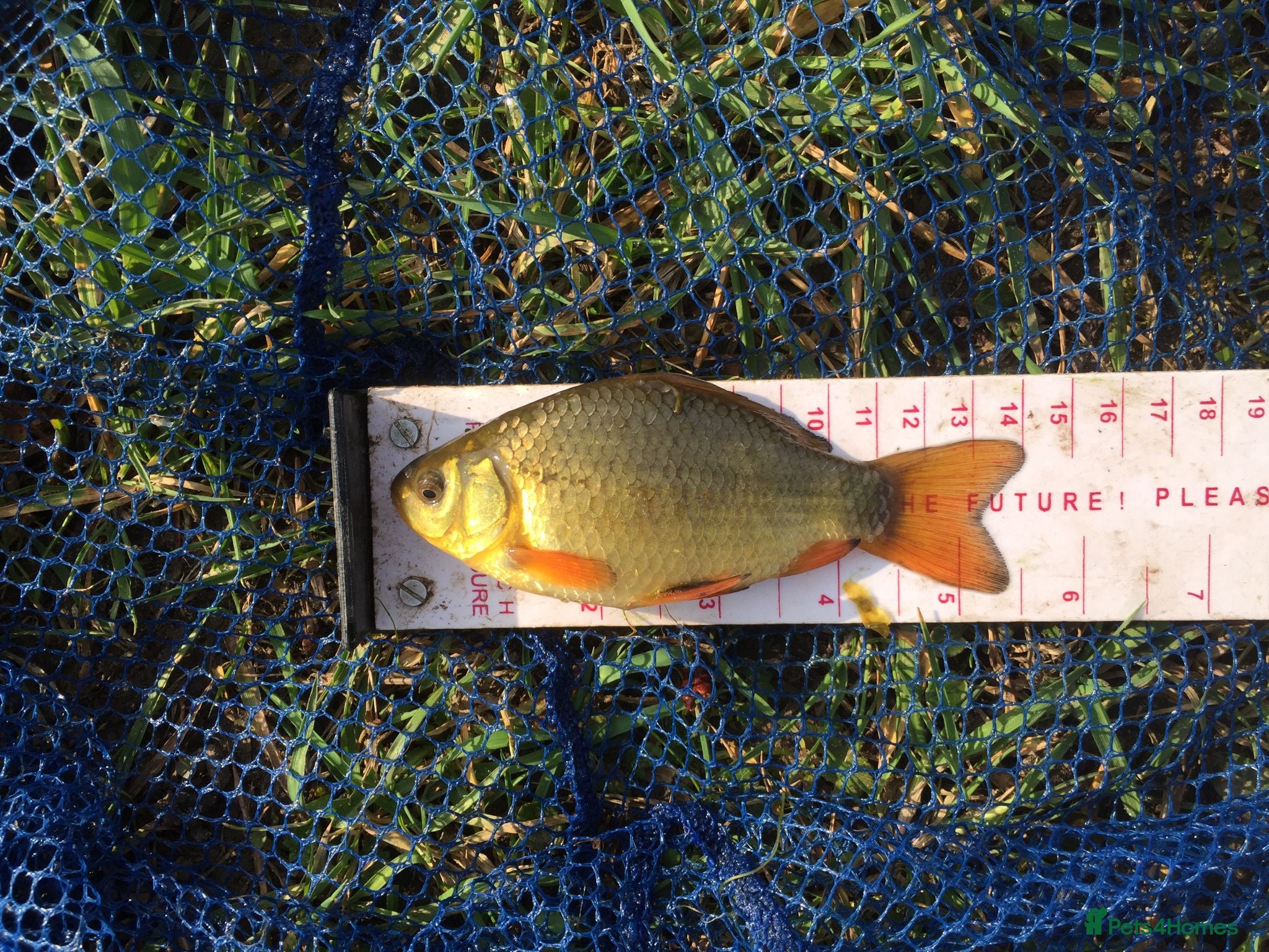 Minnows fish Native Fish: Stickleback, Crucians, Perch, Silvers - Advert 21