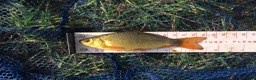 Minnows fish for sale: Native Fish Minnows, Carp, Perch, Silver Fish etc - Advert 4
