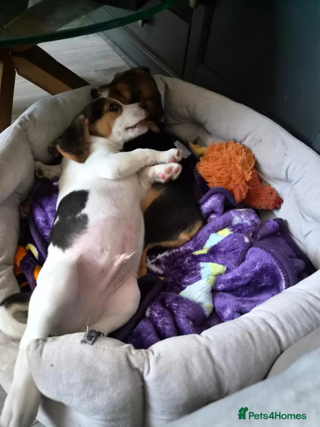 Beagle dogs for sale: Male beagle puppie  - Advert 2