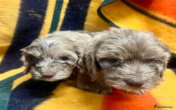 Cockapoo dogs for sale: F1 Cockapoo Puppies.  - Image 5
