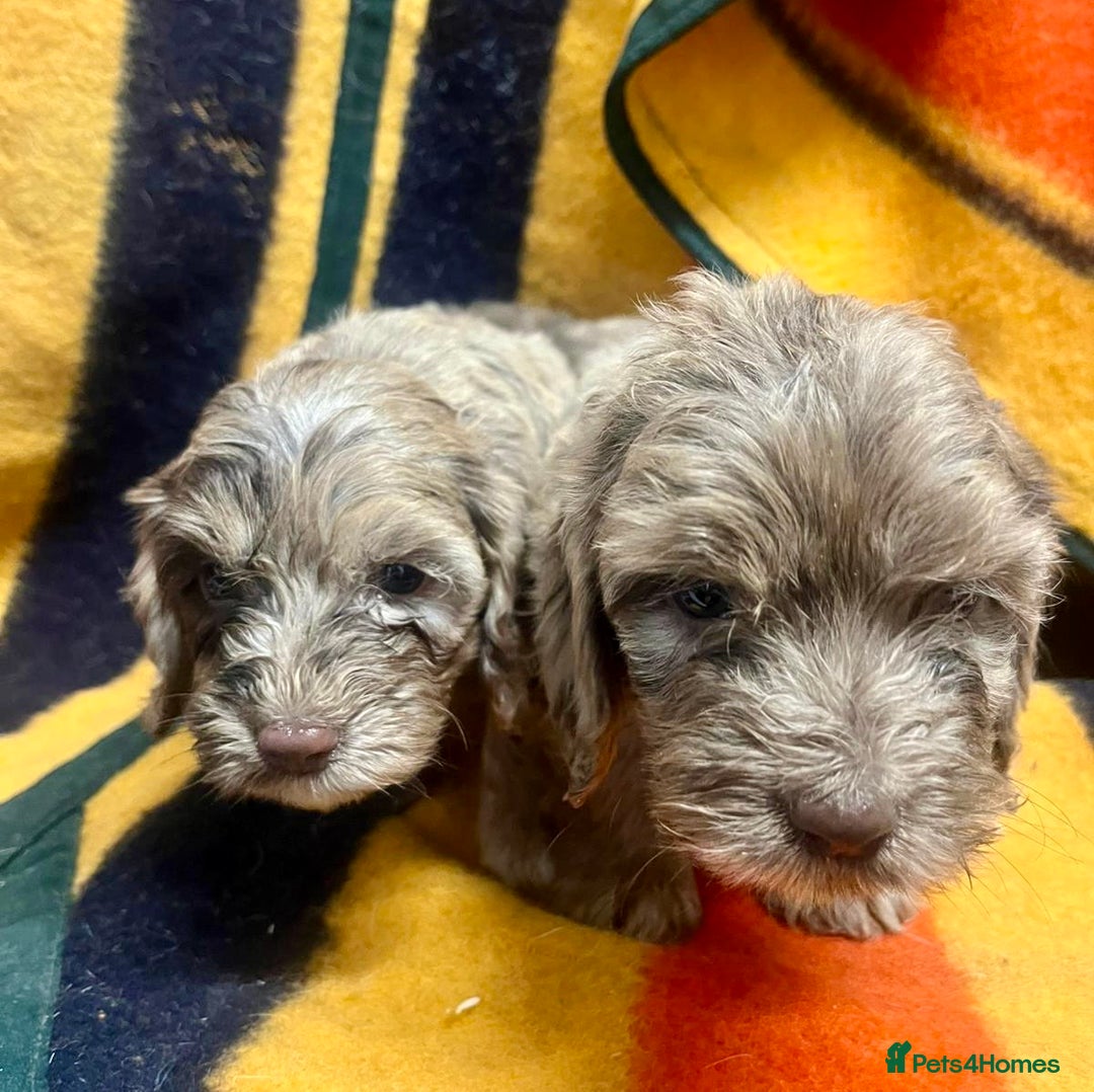 Cockapoo dogs for sale: F1 Cockapoo Puppies.  - Image 5