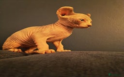 Sphynx cats for sale: Beautiful Pure Sphynx Kittens – Ready Now! - Image 11