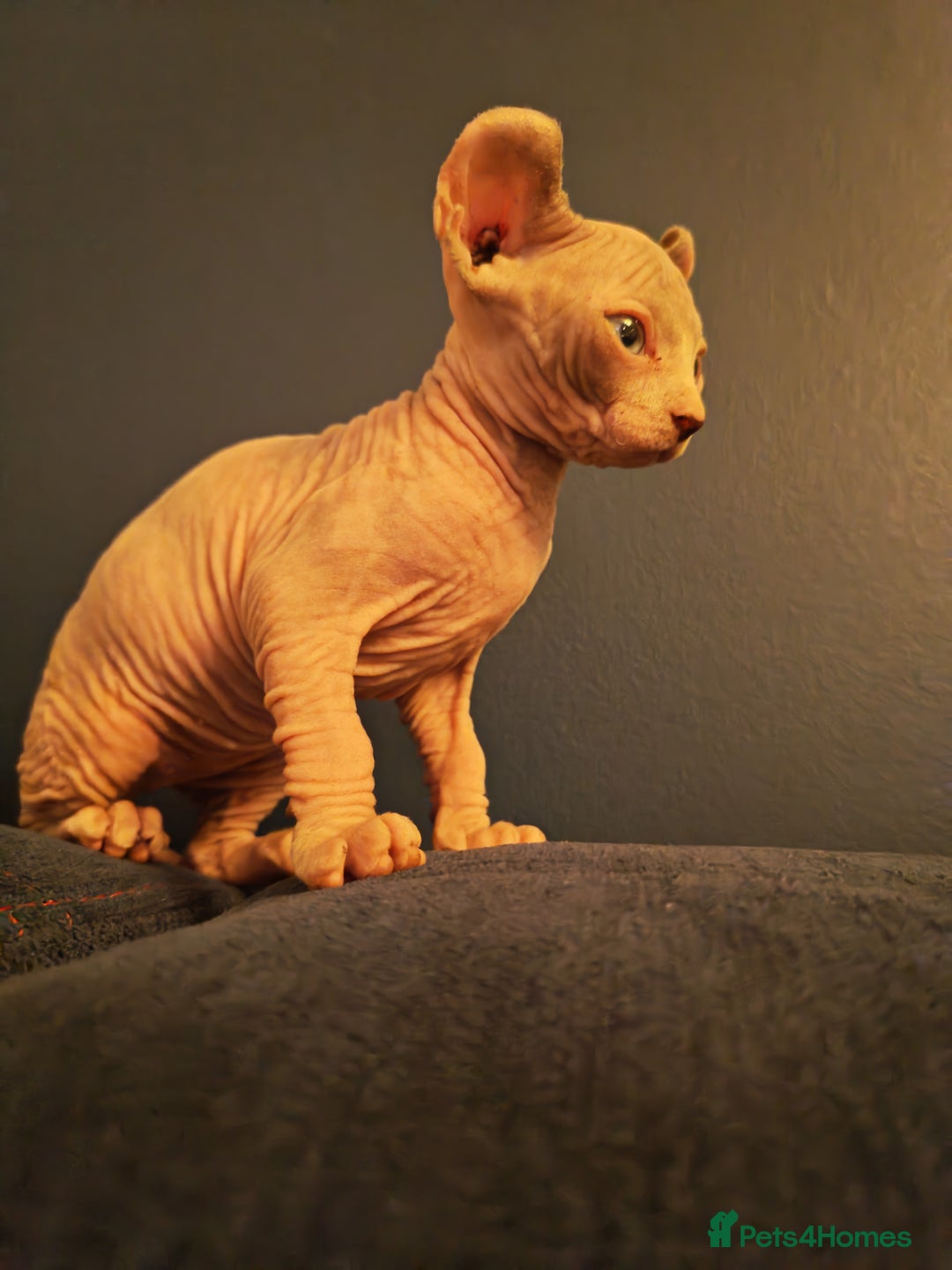 Sphynx cats for sale: Beautiful Pure Sphynx Kittens – Ready Now! - Image 11