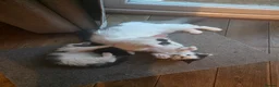 Mixed Breed cats for sale: Two gorgeous angels need a forever home  in Witney - Advert 20