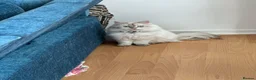 British Longhair cats for sale: British long hair White colour point  - Advert 2