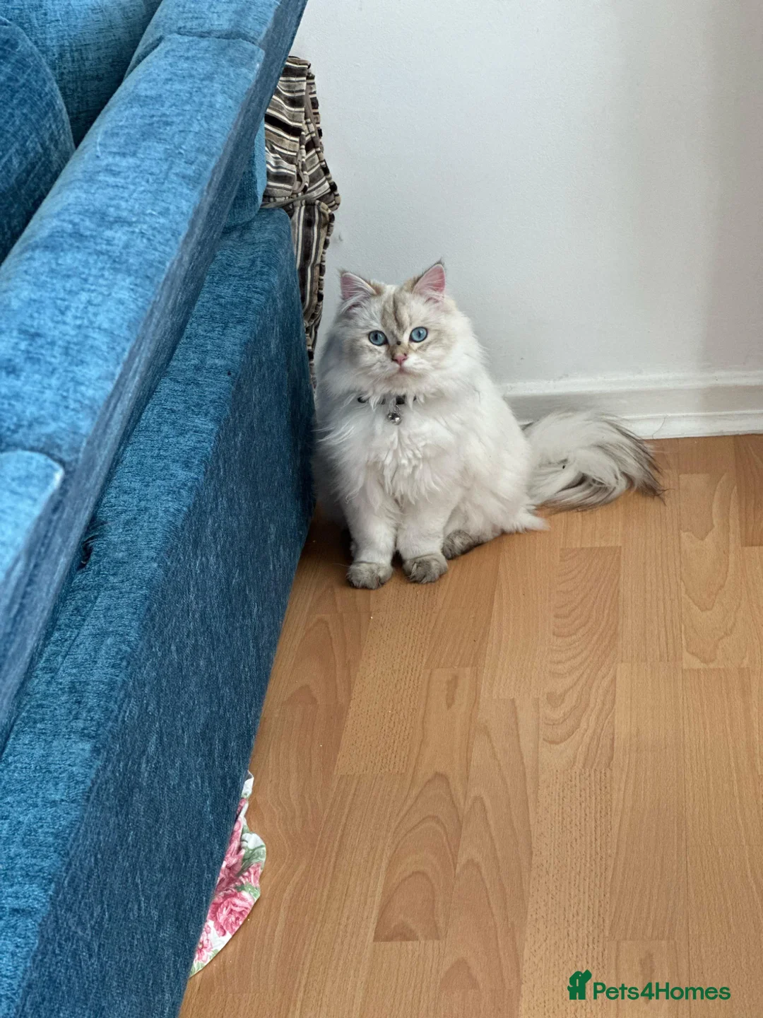 British Longhair cats for sale: British long hair White colour point  - Advert 2
