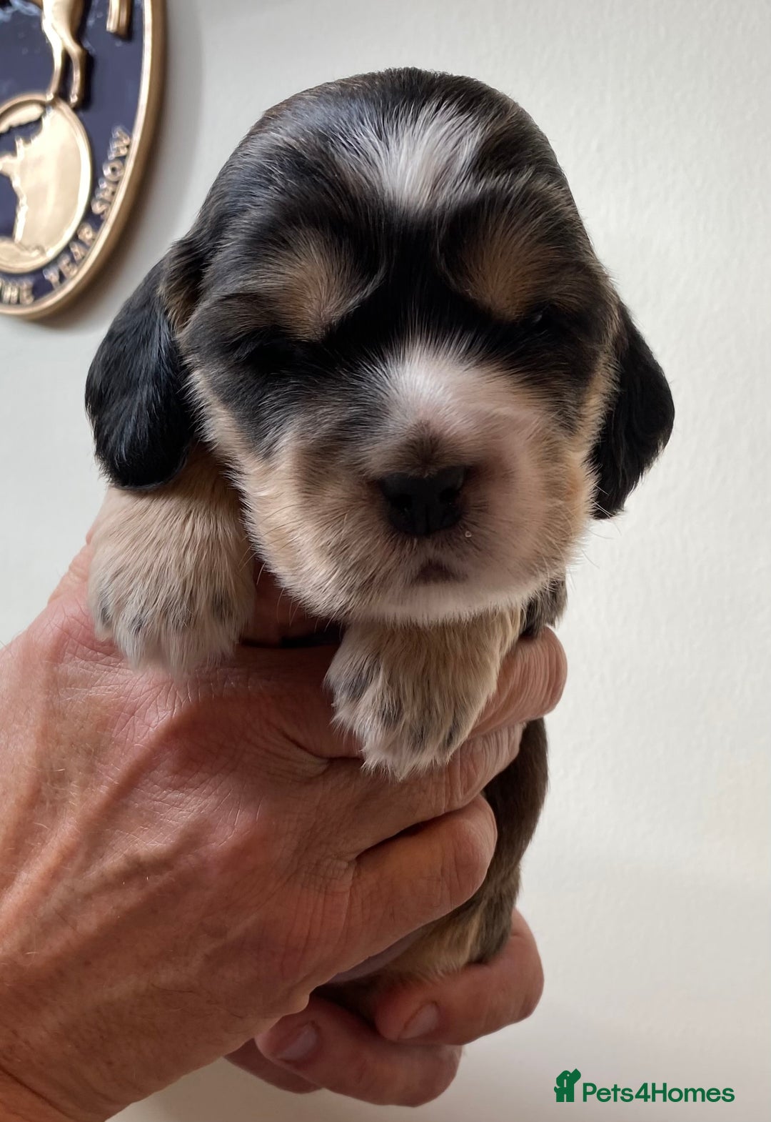 Cocker Spaniel dogs for sale: Adorable show cocker spaniels - Image 25