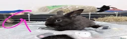 Lionhead rabbits for sale: BEAUTIFUL LIONHEAD BABY RABBITS * READY TO GO * - Advert 3
