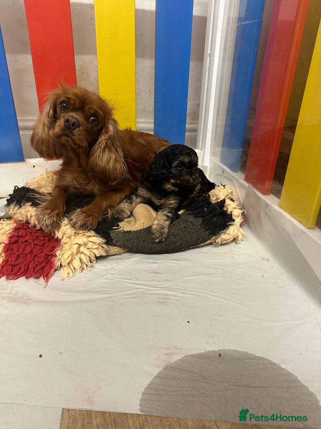 Cavapoo dogs for sale: Health Tested F1 TOY Cavapoo Puppies  - Advert 16