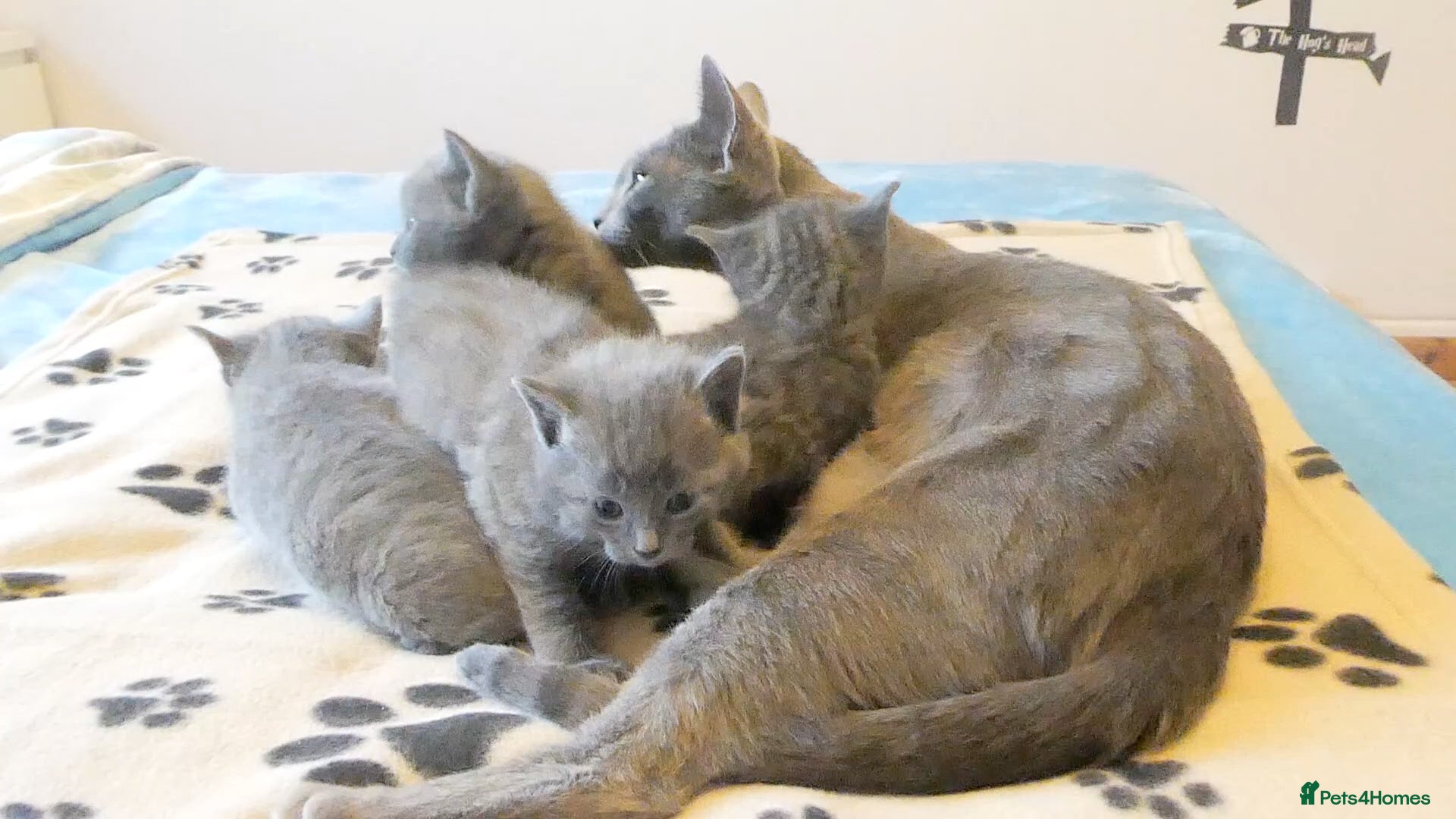 Russian Blue cats Gorgeous Russian Blue kitten - Advert 2
