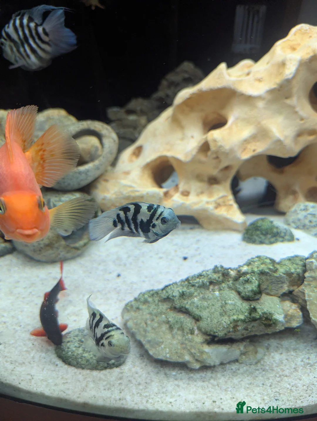 Cichlids fish for sale: Polar blue parrot fish  - Advert 6