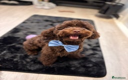 Toy Poodle dogs for sale: Toy poodle puppy  - Image 11