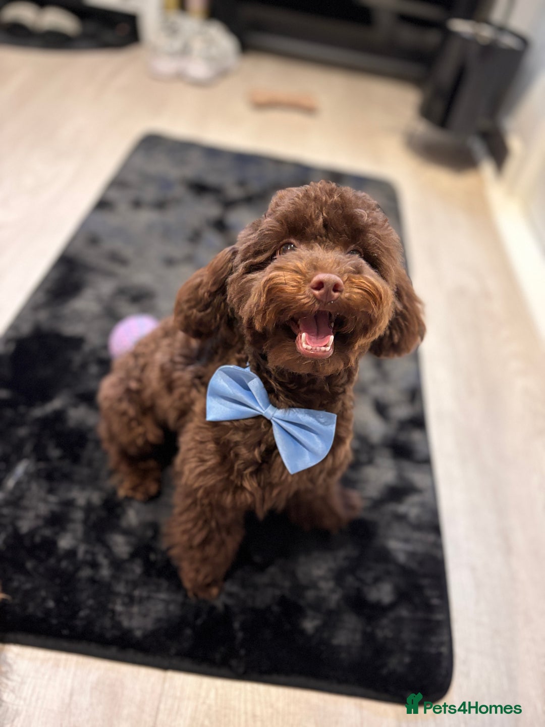 Toy Poodle dogs for sale: Toy poodle puppy  - Image 11