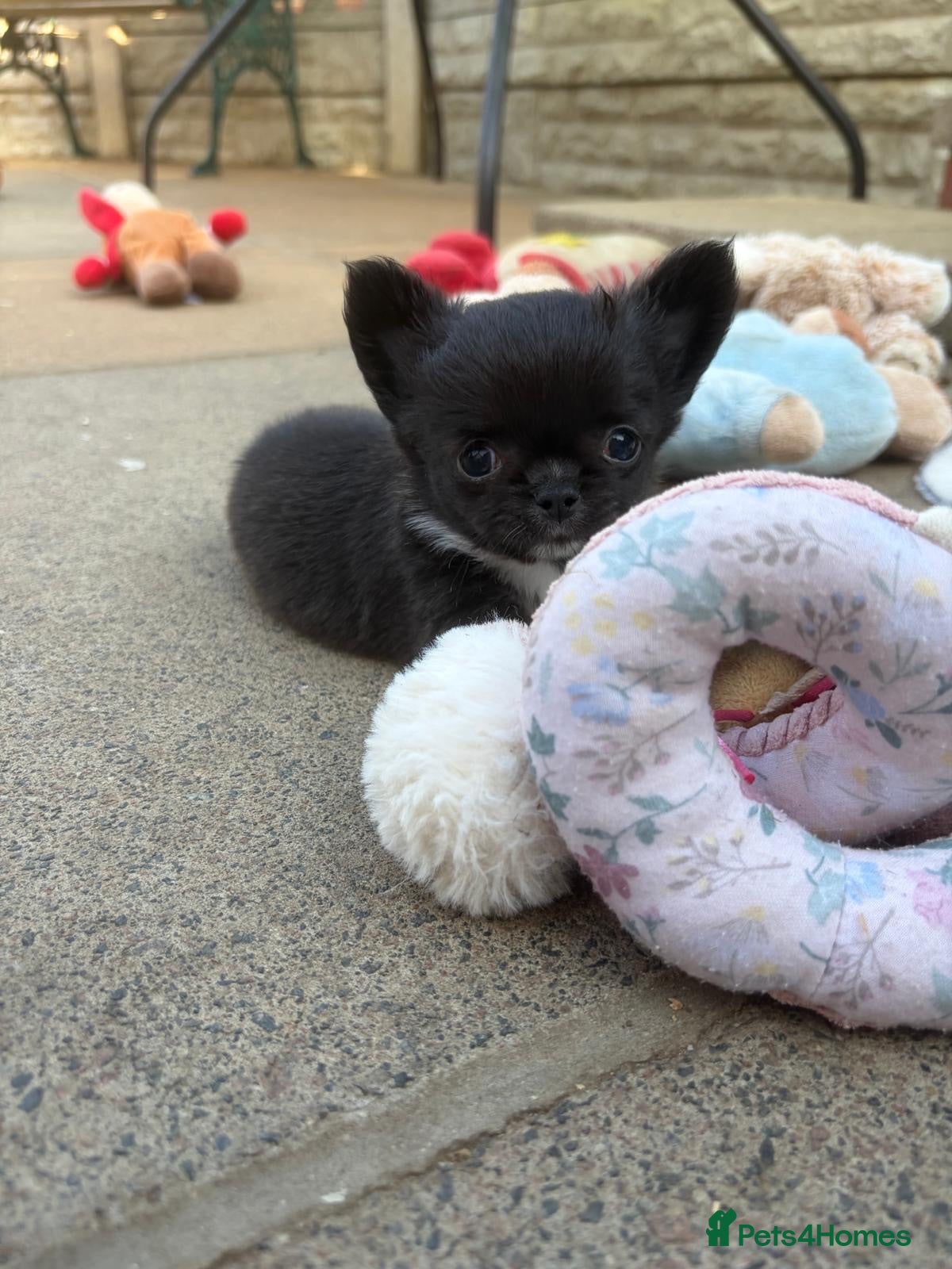 Chihuahua dogs Beautiful Chihuahua Boys 🐾 - Advert 7