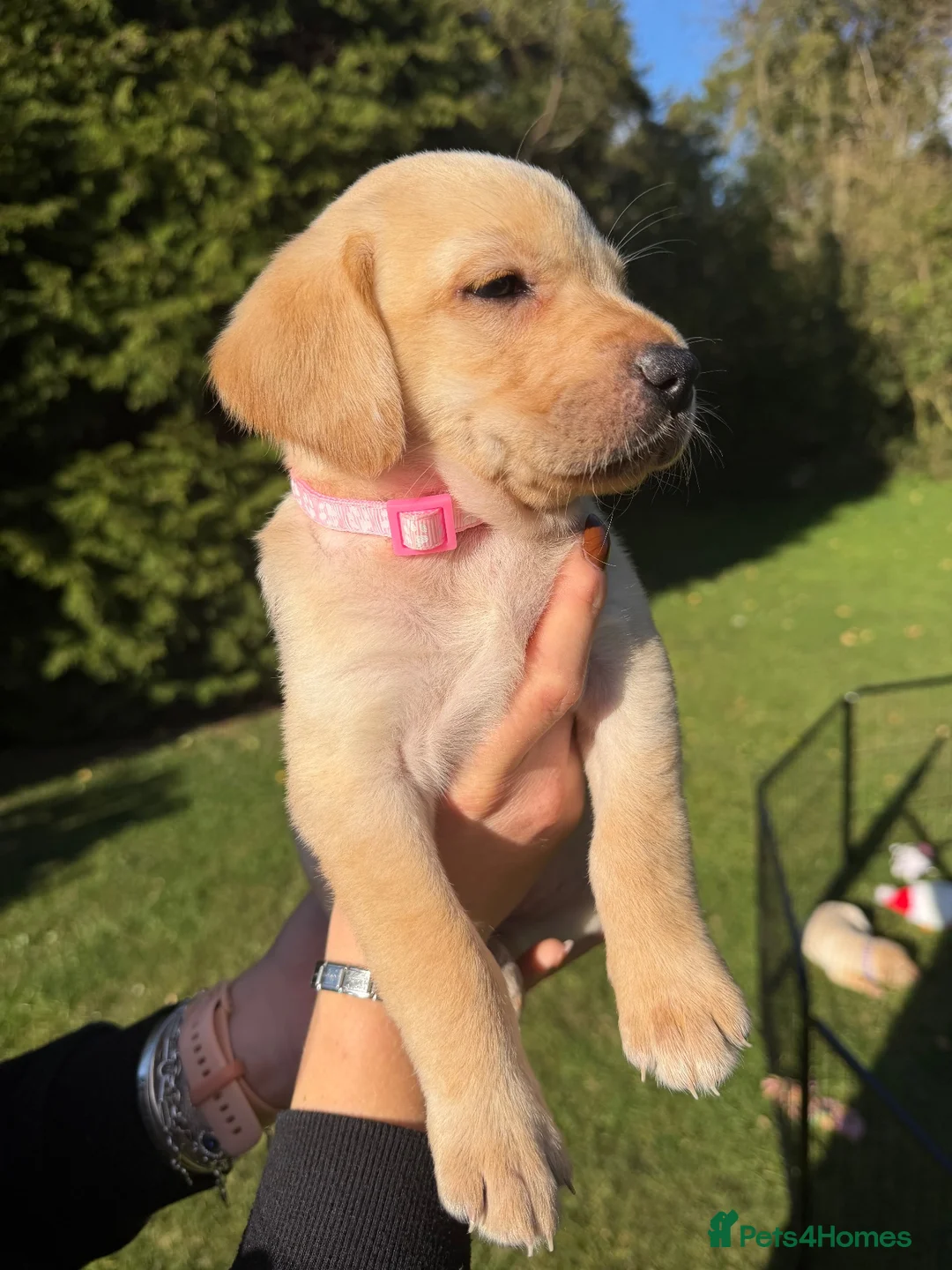 Labrador Retriever dogs for sale: Beautiful Labrador Puppies - 5 available  in Barrow-upon-Humber - Advert 12