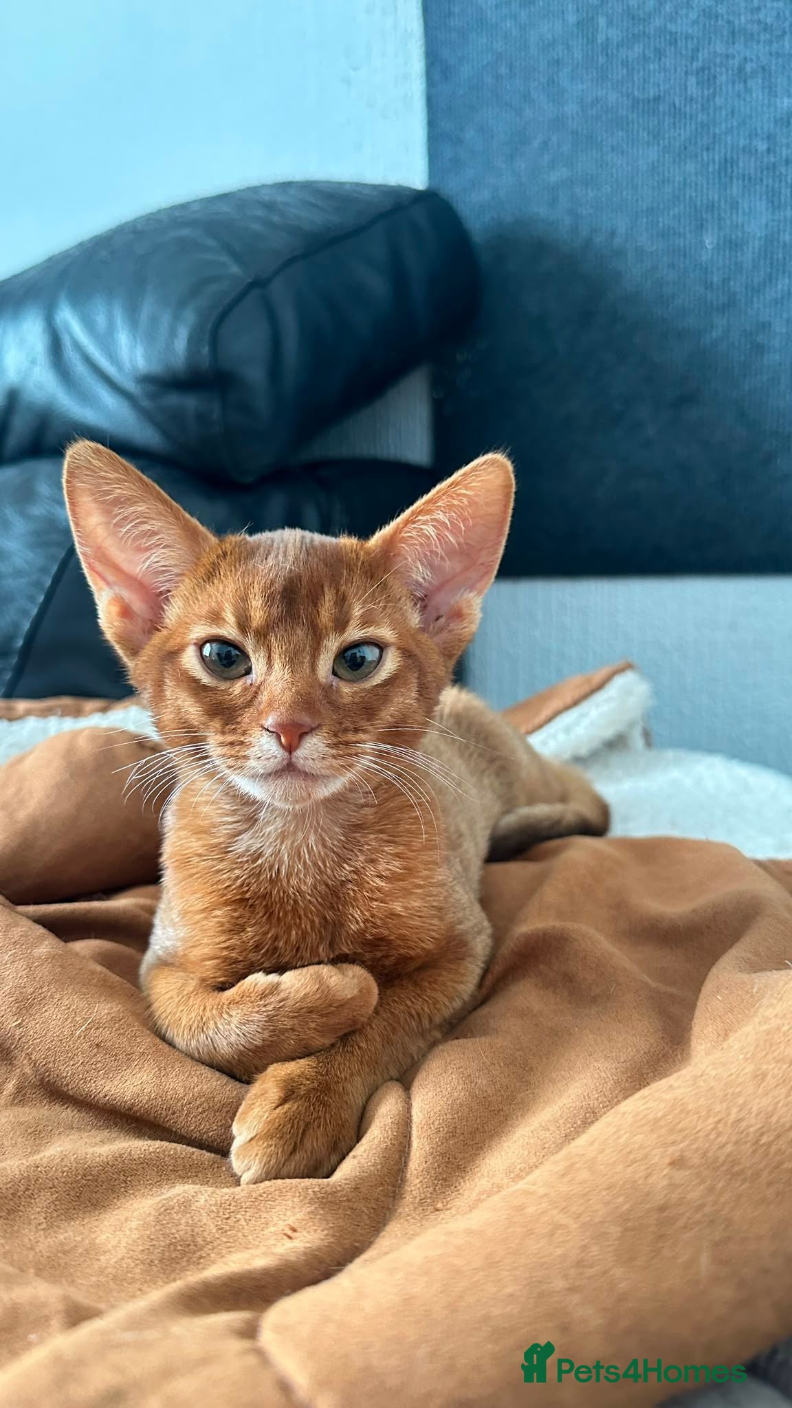 Abyssinian cats Abyssinian kittens  - Advert 2