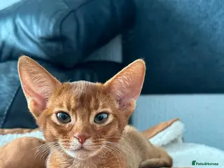 Abyssinian cats Abyssinian kittens - Advert 2