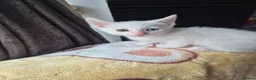 Mixed Breed cats for sale: White Kittens Ready to leave - Advert 16