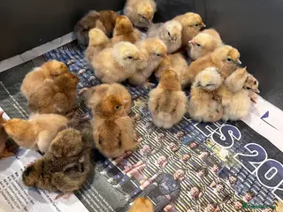 Chickens poultry 🐣Pekin Chicks and Silkie Chicks🐣 mixed colours - Advert 1