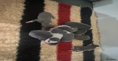 Whippet dogs - Advert 8